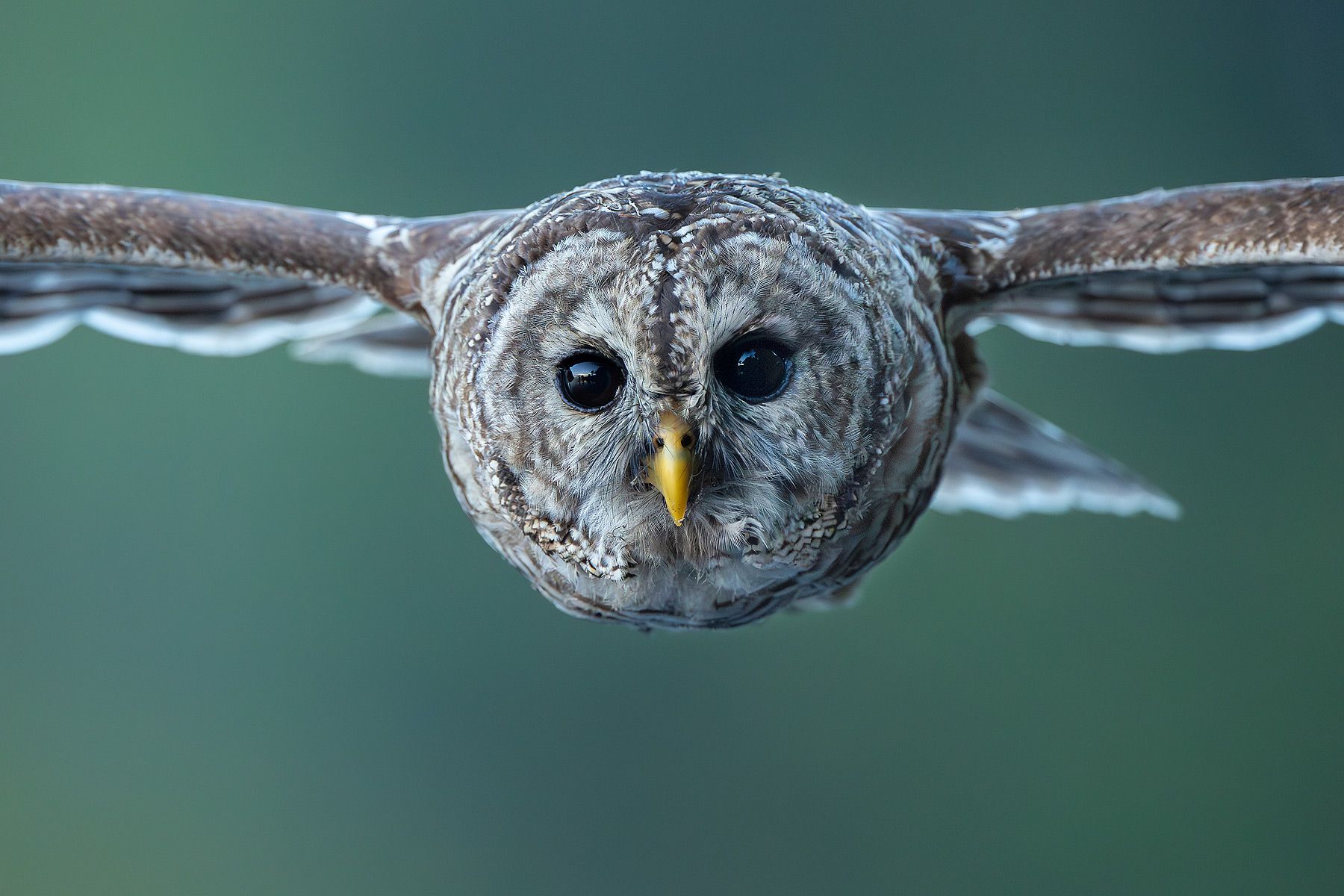 Barred-owl-down-the-barrel-close-up-flight_D8A1572-Lake-Blue-Cypress,-FL,-USA.jpg