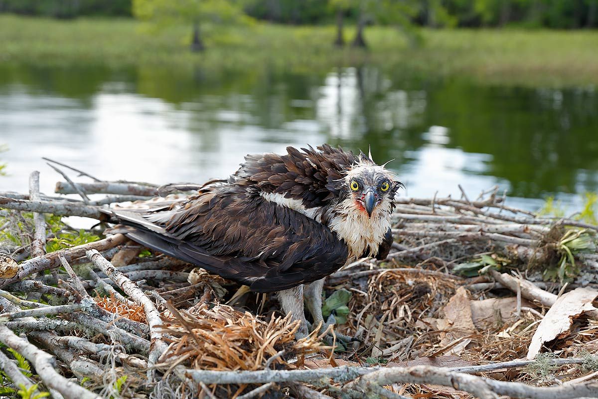 osprey-with-wounds-on-nest-ii_s6a7044-lake-blue-cypress-fl-usa.jpg