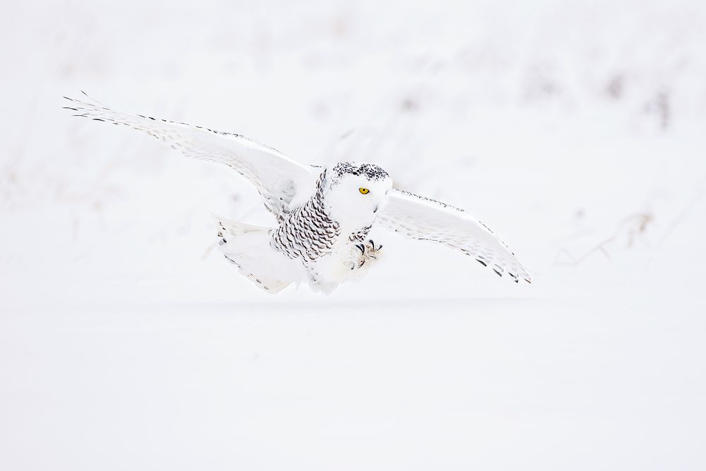 Snowy-owl-hunting-claws-out_F0A5054.jpg
