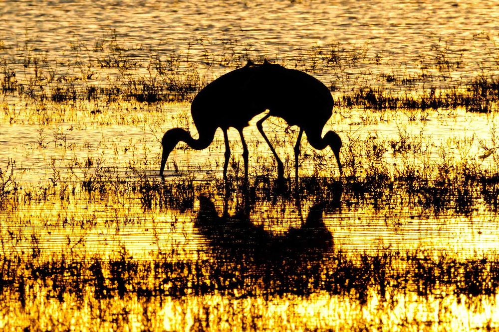 Sandhill-cranes-overlapping-silhouette-23100603-Bosque-del-Apache-NWR,-San-Antonio,-NM.jpg