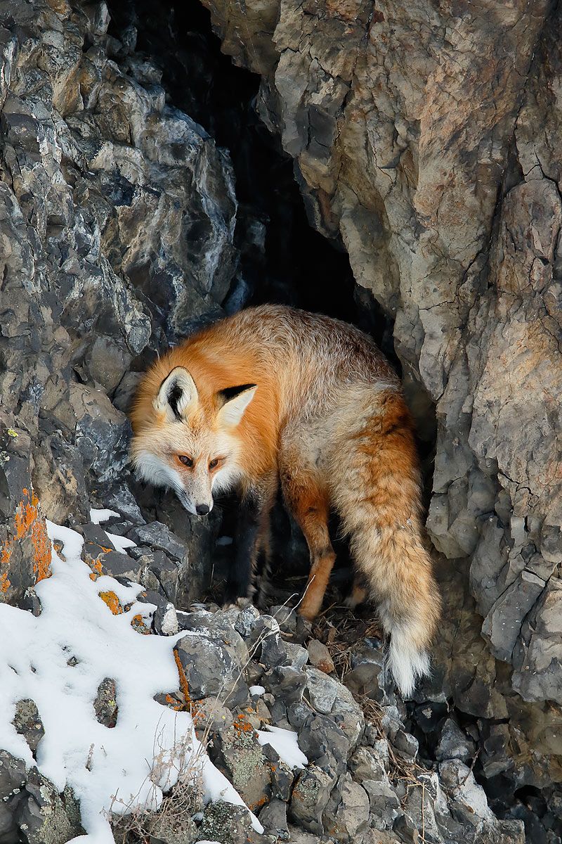 Red-Fox-in-crevasse_E7T5149-Lamar-Valley,-Yellowstone-National-Park,-WY,-USA.jpg