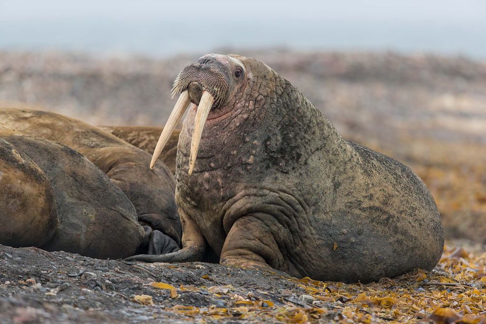 Walrus-on-the-beach-with-kelp_E7T4568-Lagoya,-Svalbard,-Arctic.jpg