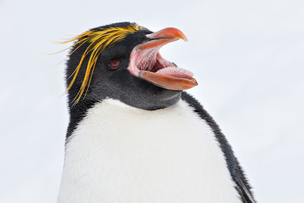 Macaroni-penguin-with-beak-open_44A4365-Cooper-Bay,-South-Georgia-Islands,-Southern-ocean.jpg