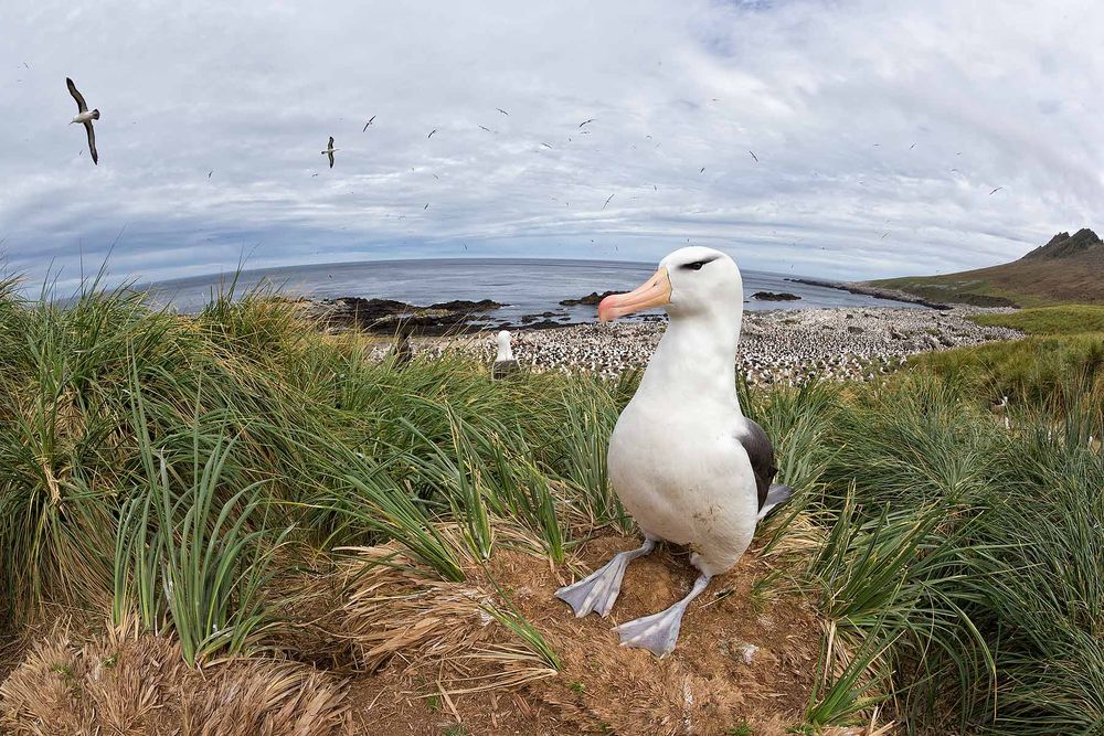Black-browed-Albatross-overlooking-the-colony-fisheye-view_E7T4850-Steeple-Jason,-Falkland-Islands.jpg