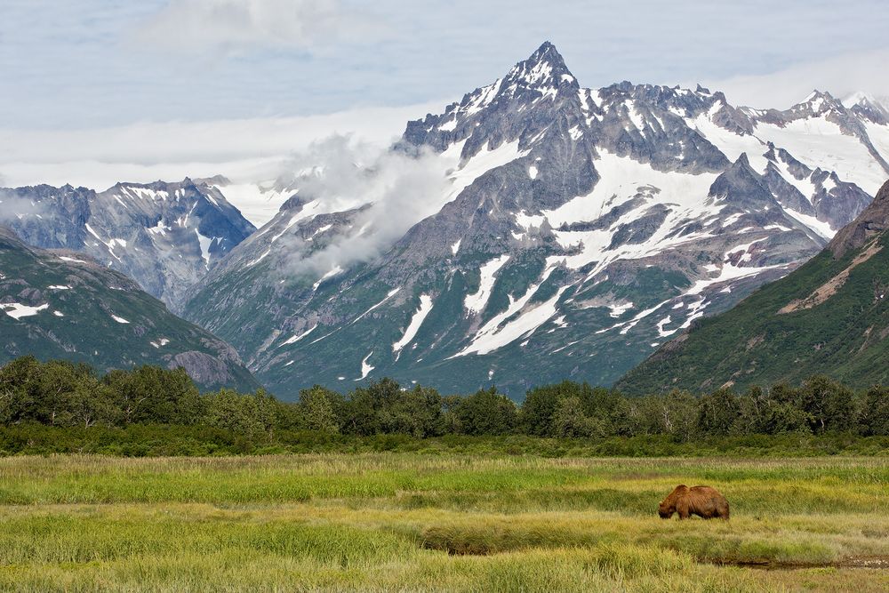 Coastal Brown Bear in Kukak Bay mountain range view_W7C4584.CR2-Kukak Bay, Katmai NP, AK.jpg