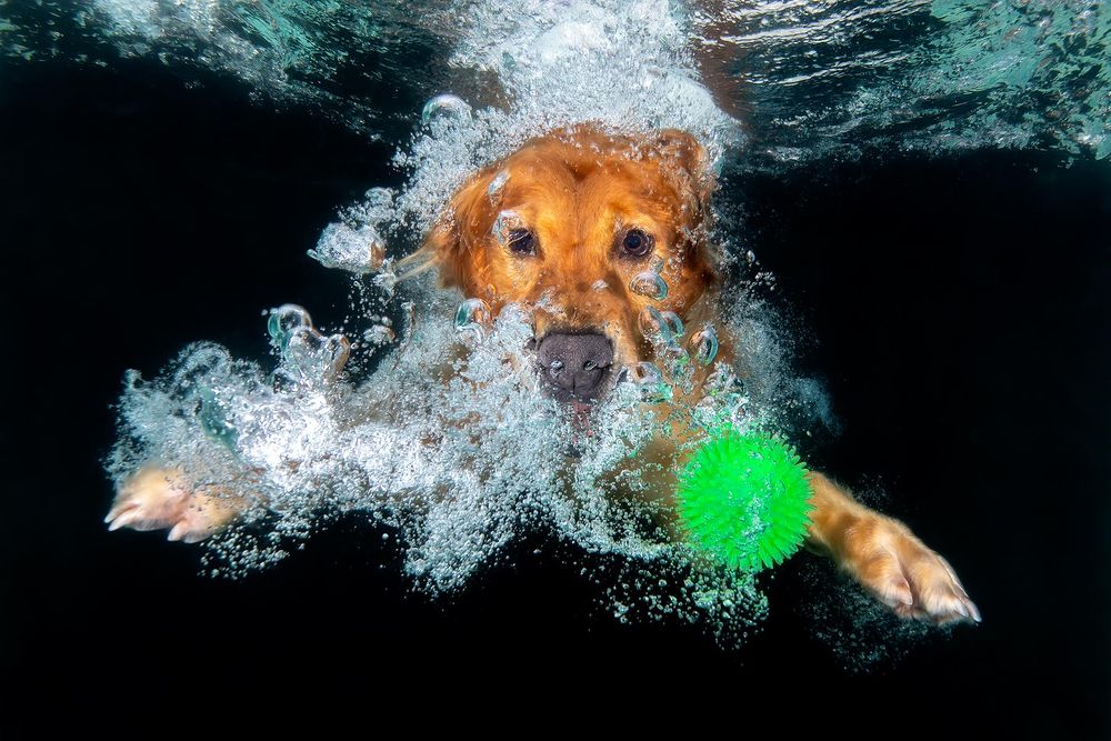 Zevon-diving-with-green-ball-underwater_83A7081-Dover,-FL,-USA.jpg