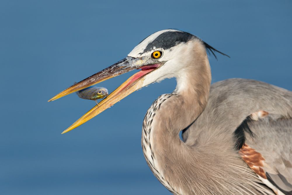 Great Blue Heron with little fish in mid air_E7T4461-Estero Lagoon, Fort Myers Beach, USA.jpg