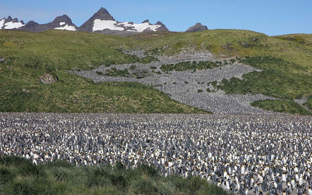 King penguin colony_83A3905-Salisbury Plain, Bay of Isles, South Georgia Island.jpg