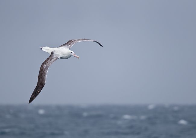 Wandering-Albatross-riding-the-waves_B8R5039-Scotia-Sea-Southern-Atlantic-Ocean.jpg