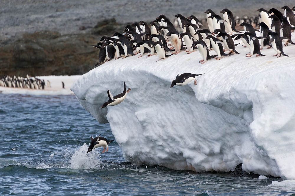 Adelie-Penguins-jumping-in-the-water-group_E7T5848-Hope-Bay,-Antarctica.jpg