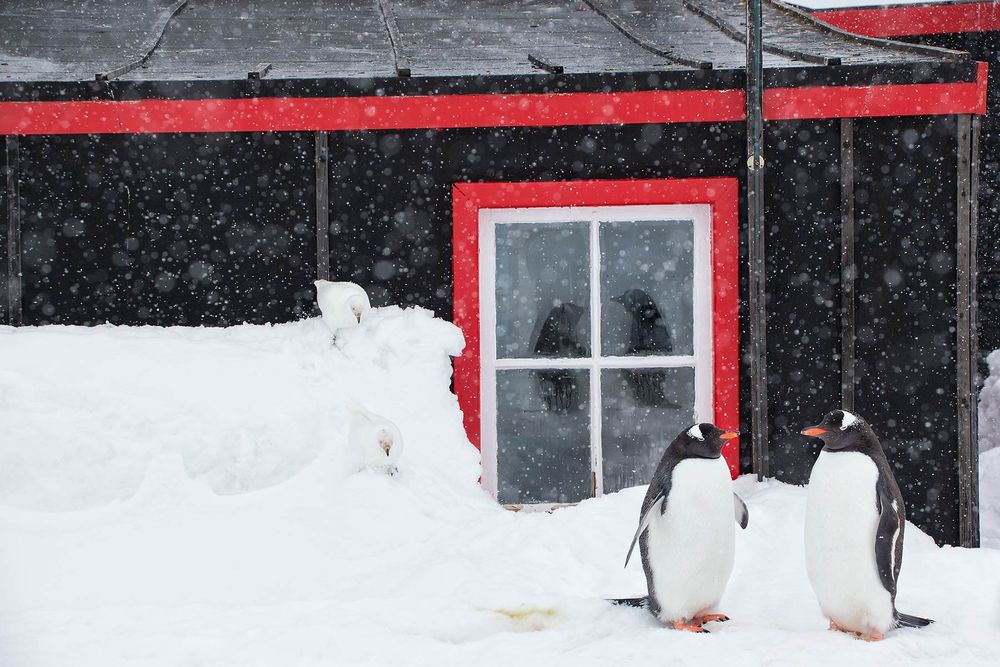 Gentoo-penguin-reflection-in-window_E7T7914-Port-Lockroy,-Antarctica.jpg