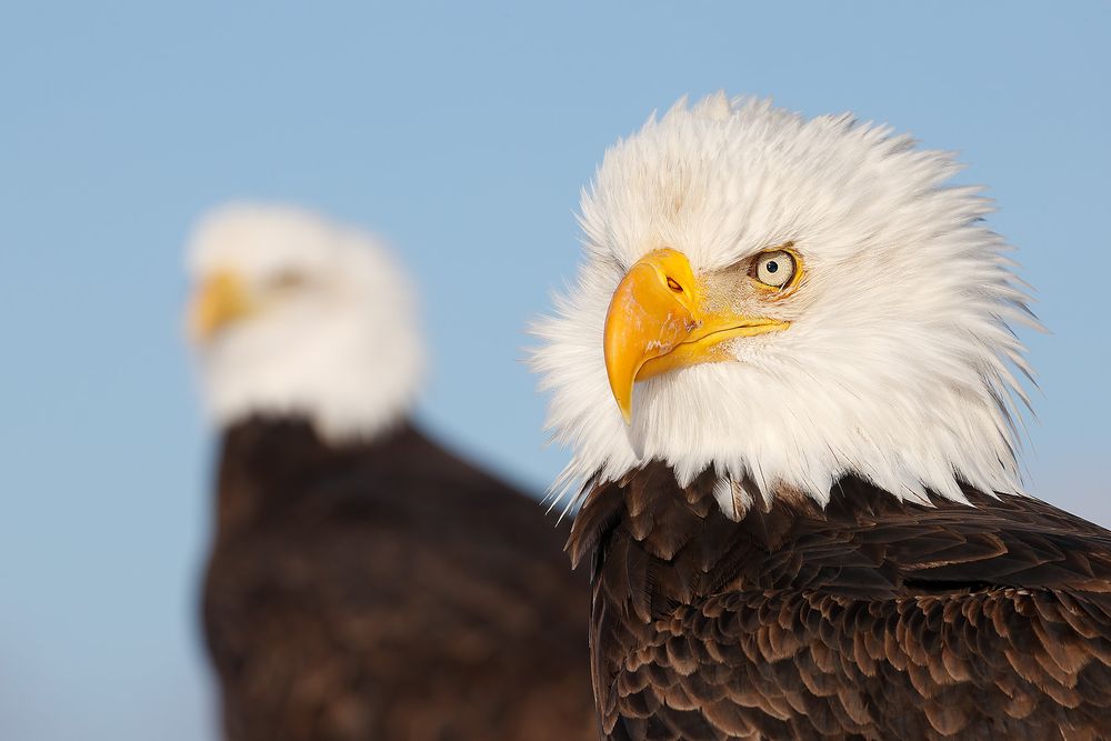 Bald-eagles-juxtaposition_74I4627-Kachemak-Bay,-Alaska,-USA.jpg
