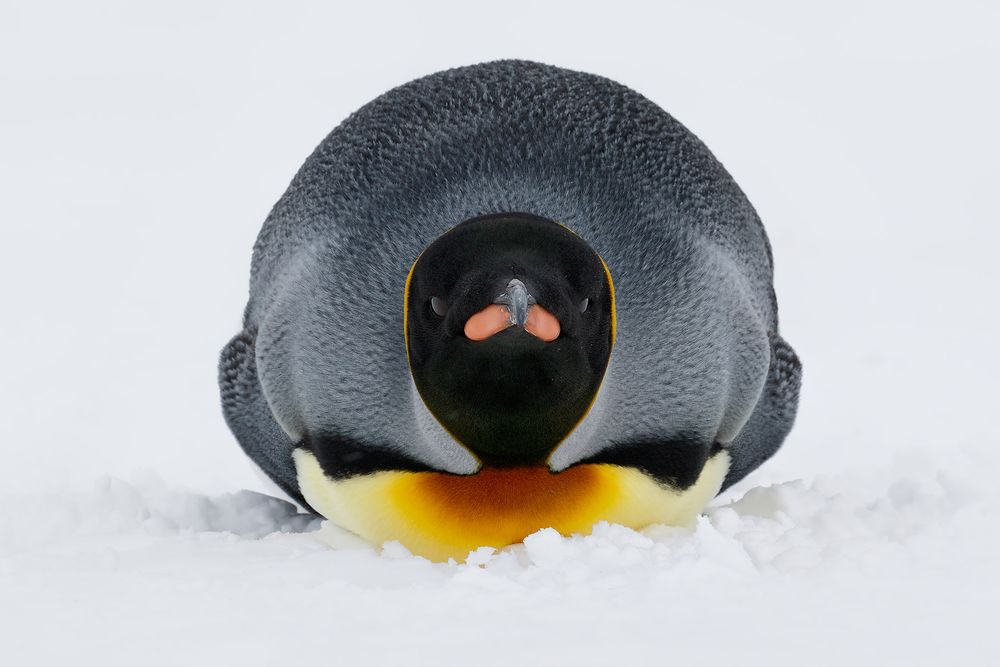 King-Penguin-laying-in-the-snow_44A6076-Fortuna-Bay,-South-Georgia-Islands,-Southern-ocean.jpg
