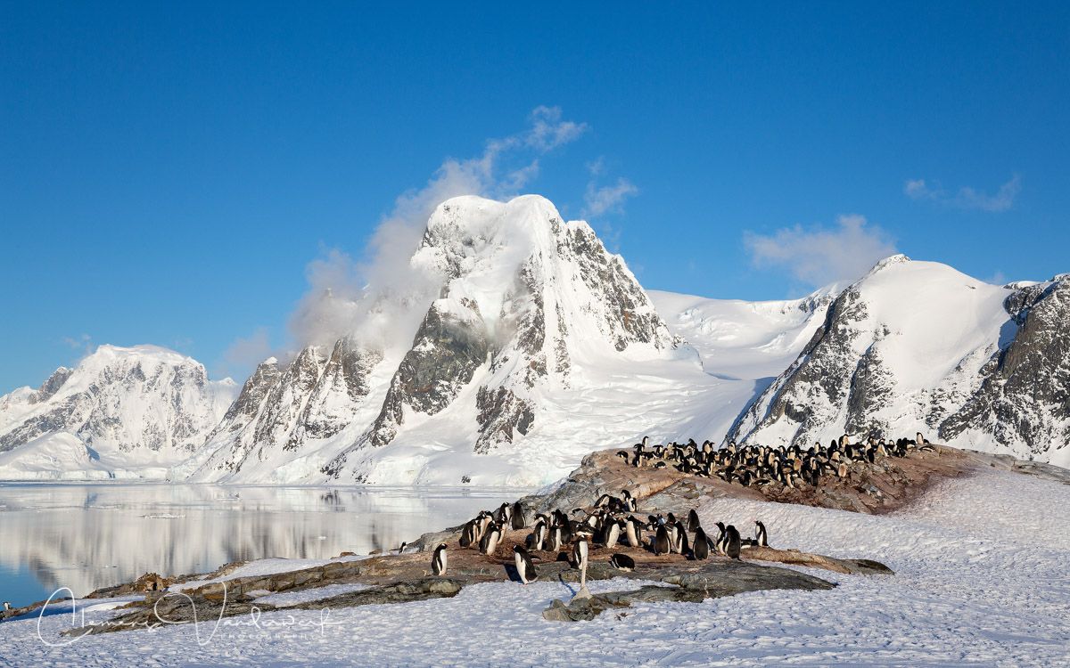 gentoo-penguin-colony_s6a9892-petermann-island-antarctica.jpg