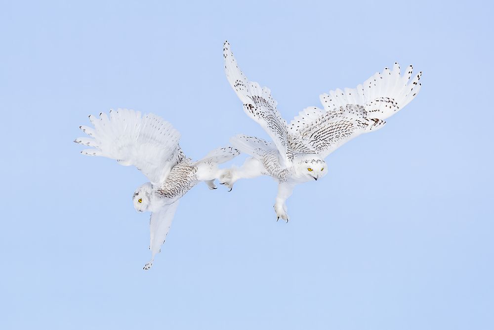 Snowy-owls-mid-air-talons-locked_F7A1876.jpg