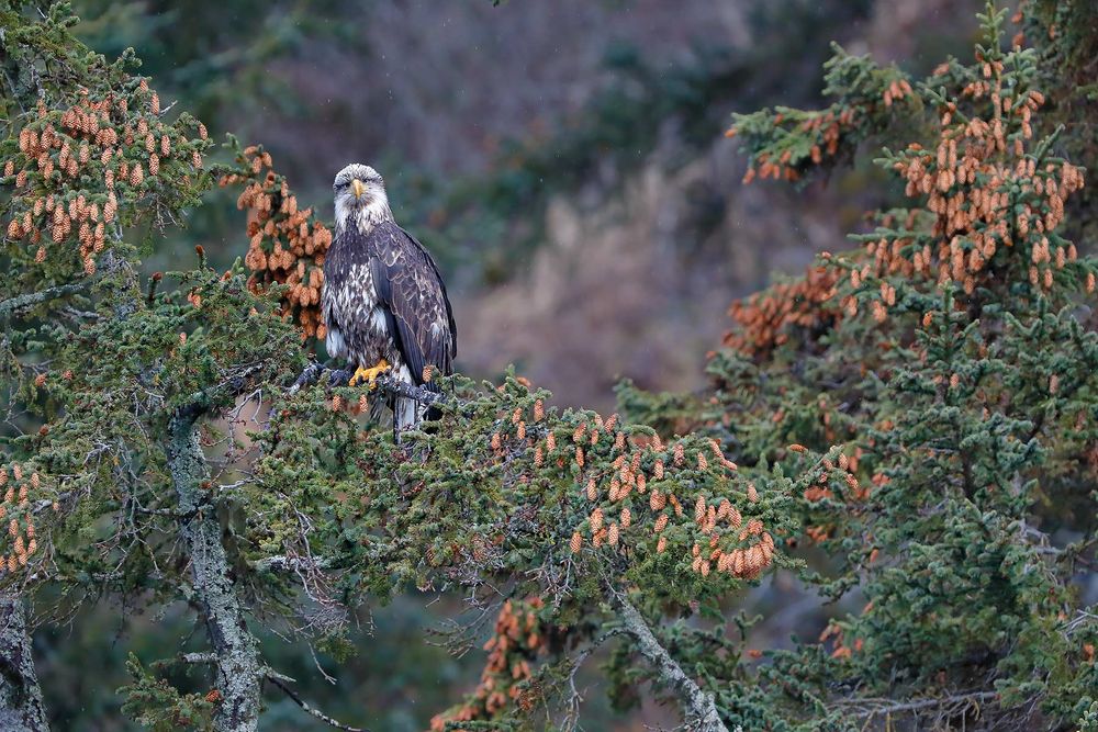 Bald-eagle-immature-in-tree-with-pine-cones_B8R9656-Kachemak-Bay,-Homer,-Alaska,-USA.jpg