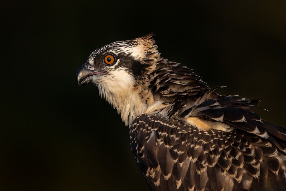 Osprey-juvenile-agaist-dark-background_D8A7959-Blue-Lake-Cypress,-FL,-USA.jpg