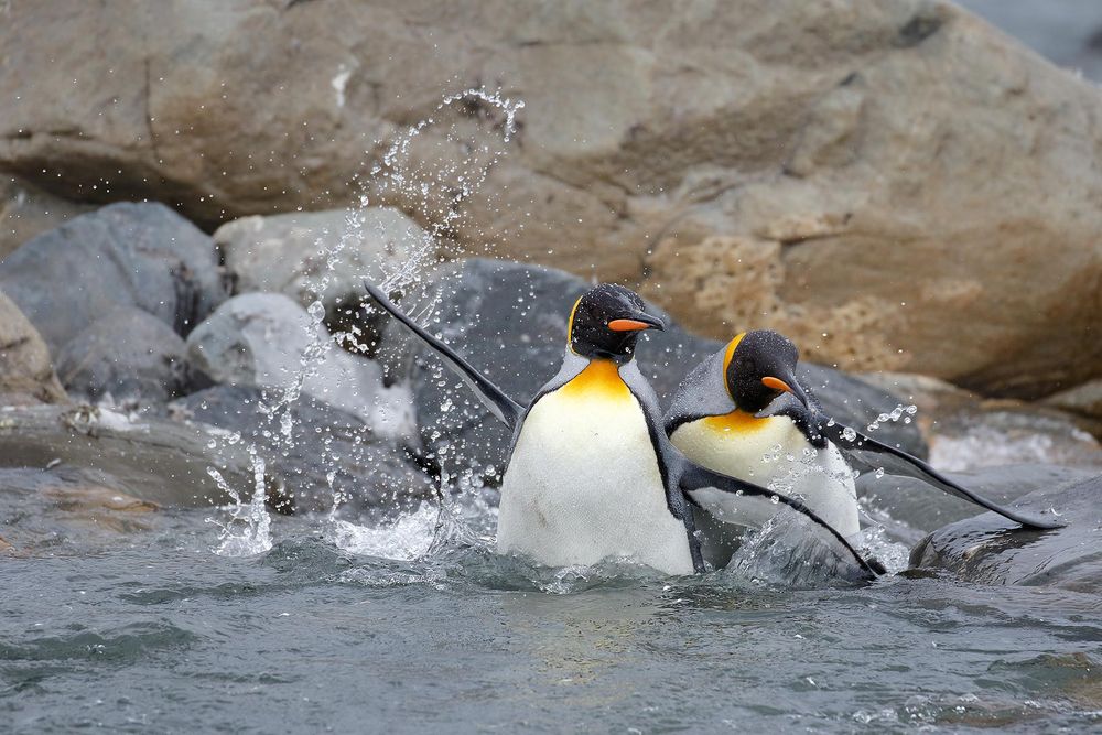 King-Penguins-swimming-up-the-river_44A7655-St-Andrews-Bay-entrance,-South-Georgia-Islands,-Southern-ocean.jpg