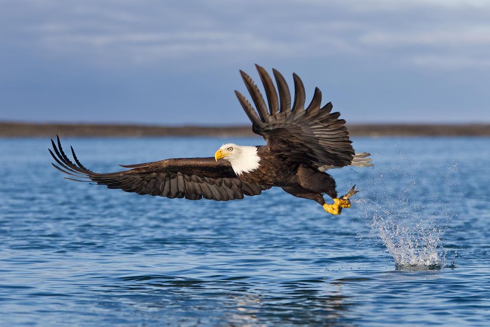 Bald-eagle-catching-fish-wings-forward-spit-bkgd-E07G7825-Kachemak-Bay,-Homer,-AK.jpg