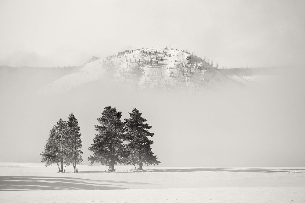 Trees-in-the-morning-fog_B&W_D0P0541-Yellowstone-National-Park,-WY,-USA.jpg