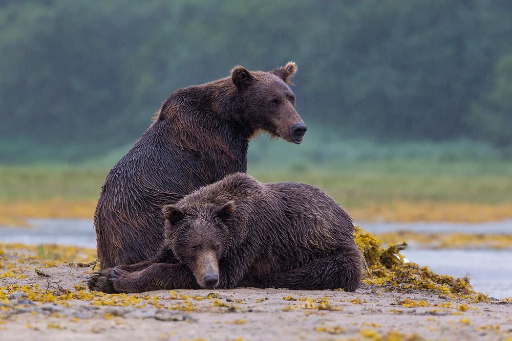Coastal-brown-bears-resting-on-tidal-flats-II_B8R3596-Geographic-Harbour,-Katmai-NP,-Alaska.jpg