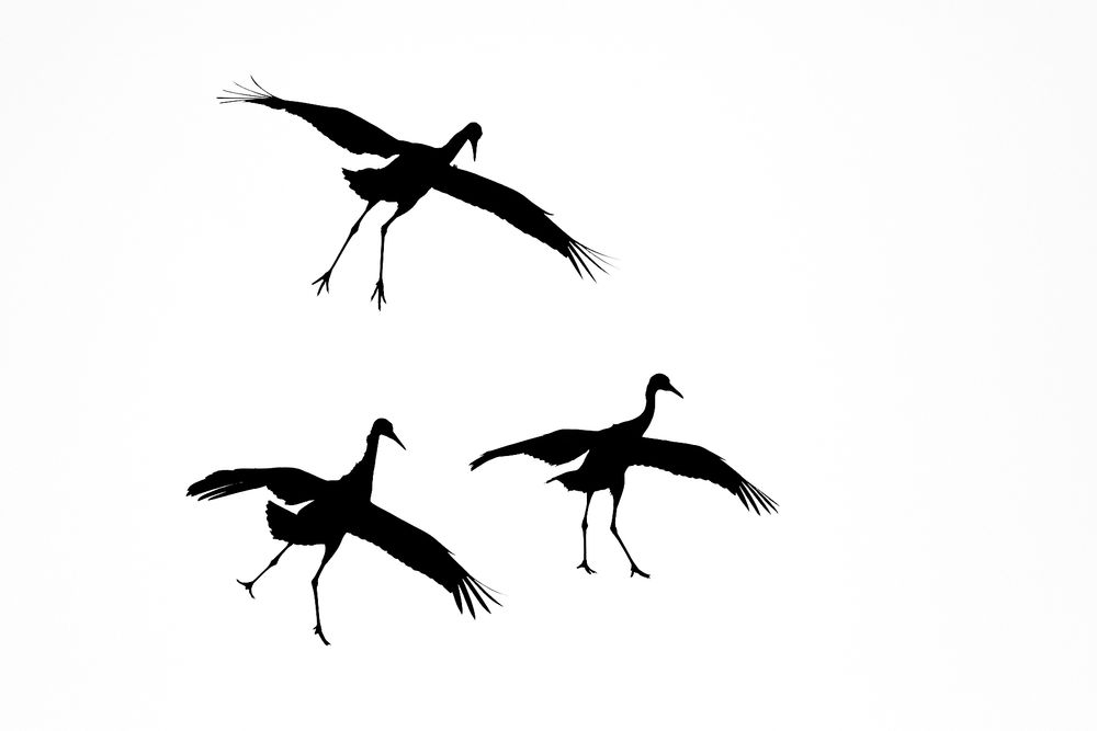 Sandhill-cranes-silhouettes_44A6026-Bosque-del-Apache-NWR,-San-Antonio,-NM,-USA.jpg