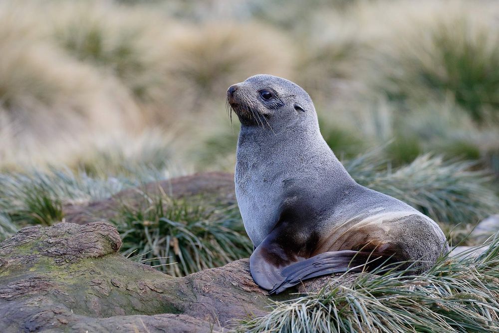 Fur-Seal-in-the-tussack-grass_44A5830-Godthul,-South-Georgia-Islands,-Southern-ocean.jpg