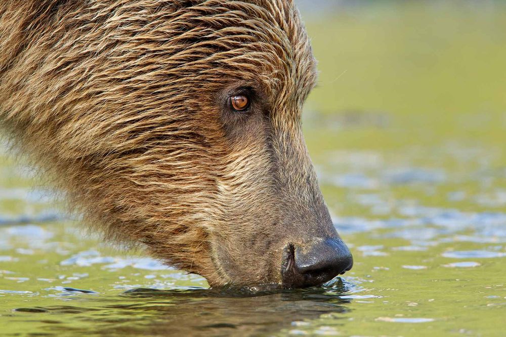 Brown-bear-drinking-close-up-yellow-reflection_M7E0352-Geographic-Harbor,-Katmai-National-Park,-AK.jpg