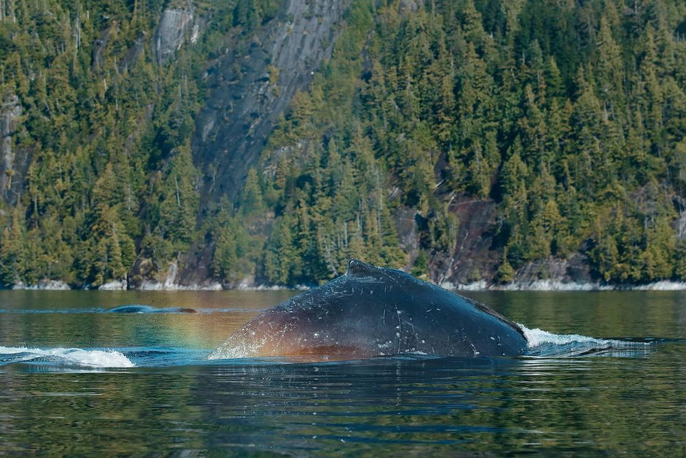 Humpback-whale-breaching-with-rainbow-spray_E7T3282-Gribbell-Island,-British-Columbia,-Canada.jpg