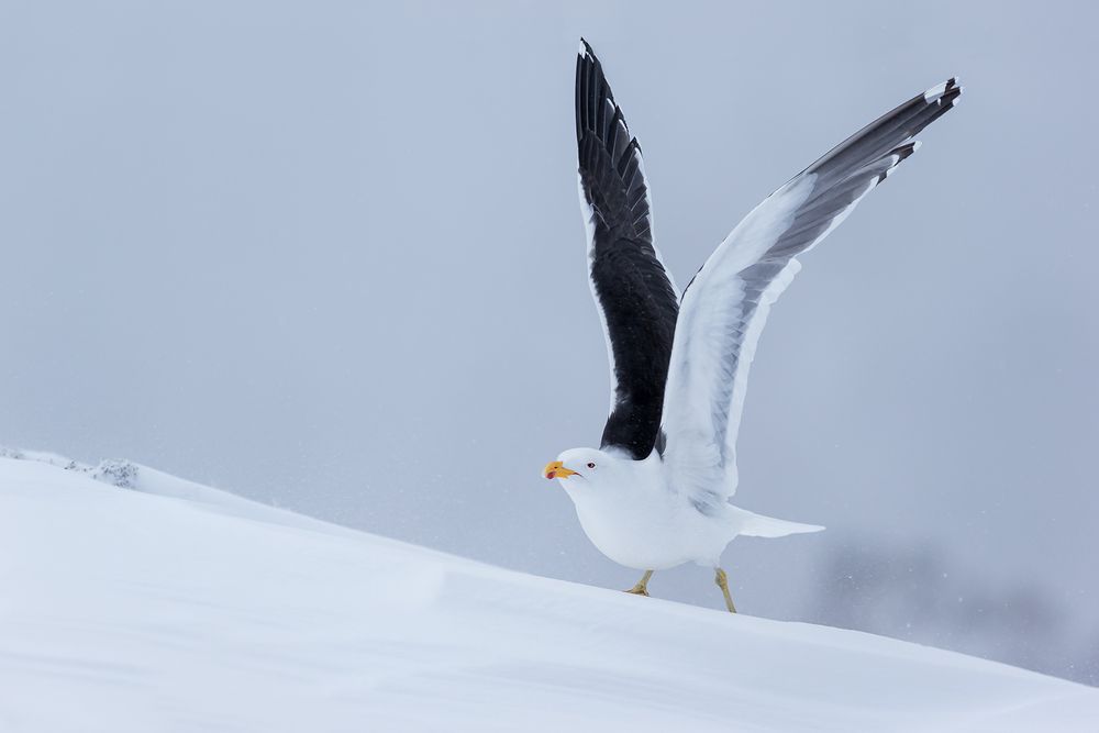 Kelp-Gull-taking-off-in-the-snow_E7T6189-Whalers-Bay,-Deception-Island,-South-Shetland-Islands,-Antarctica.jpg