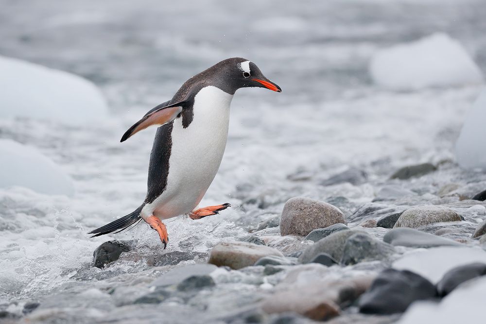 Gentoo-penguin-jumping-out-of-water_A3I9876-Cuverville-Island,-Antarctica.jpg