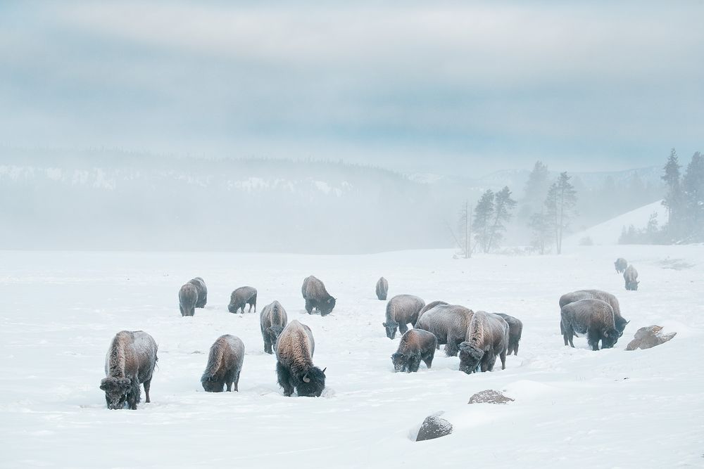 Bison-herd-grazing-in-the-snow_E7T5951-Yellowstone-National-Park,-WY,-USA.jpg