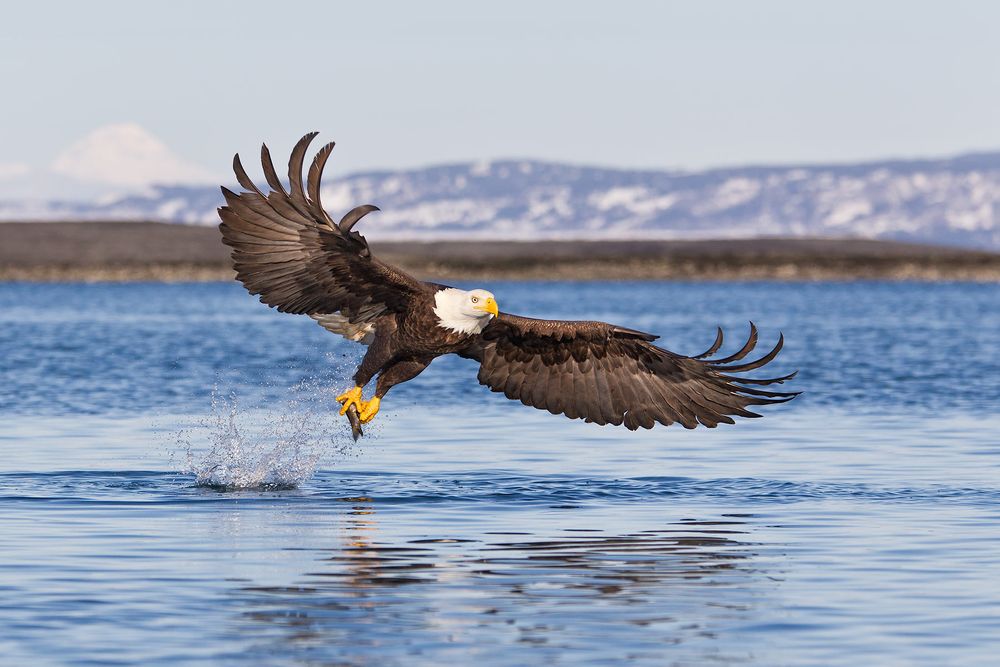 Bald-eagle-with-splash-and-fish-wings-curved-forward-E07G7863-Kachemak-Bay,-Homer,-AK.jpg