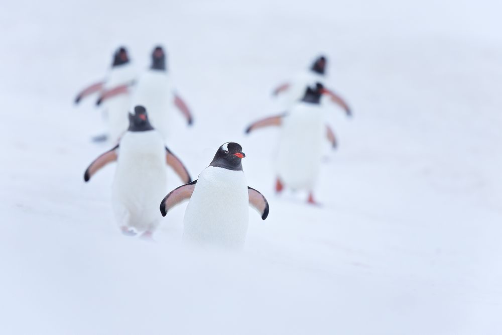 Gentoo-Penguins-making-their-way-to-the-colony_S6A9953-Yankee-Harbor,-South-Shetland-Islands,-Antarctica.jpg
