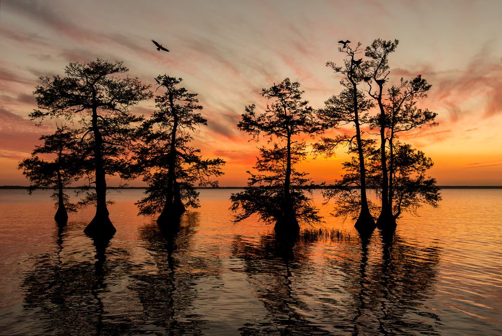 Cypress trees in sunset_B8R0321-Lake Blue Cypress, Indian River County, USA.jpg