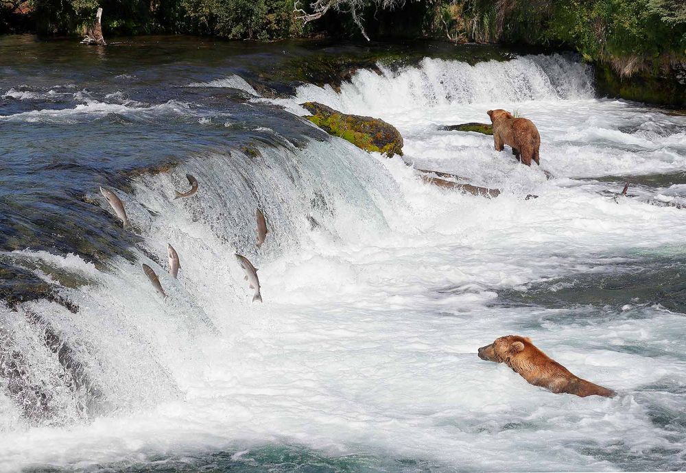 Coastal-brown-bear-fishing-at-the-upper-falls_A3I9035-Brooks-Falls,-Katmai-National-Park-&-Preserve,-AK,-USA.jpg