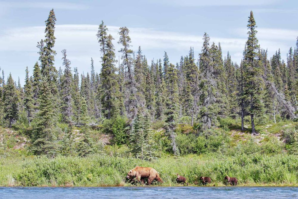 Coastal-brown-bear-with-cubs-along-the-river_44A3283-Alagnak-River,-Katmai-National-Park-&-Preserve,-AK,-USA.jpg