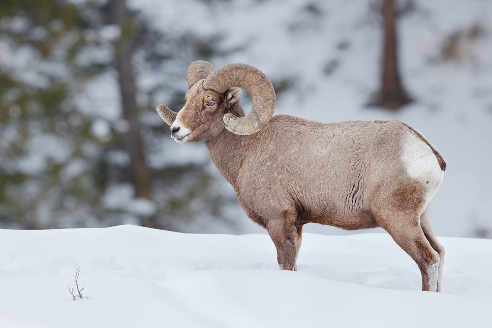 Bighorn-sheep-bull-standing-in-the-snow_B8R7120-Yellowstone-National-Park,-WY,-USA.jpg