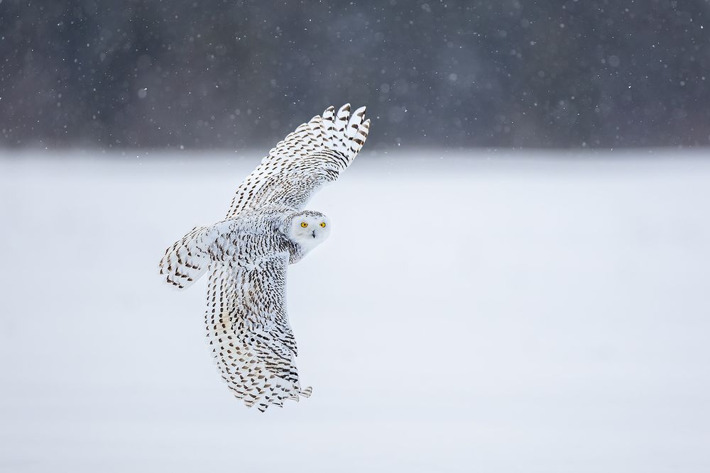 Snowy-owl-wings-wide-in-the-snow_F7A8119.jpg