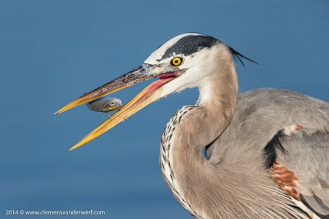 Great-Blue-Heron-with-little-fish-in-mid-air_E7T4461-Estero-Lagoon-Fort-Myers-Beach-USA.jpg
