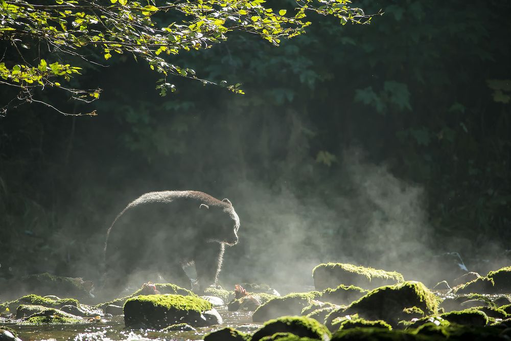 Black-bear-in-the-morning-mist-backlit_E7T5029-Gribbell-Island,-British-Columbia,-Canada.jpg