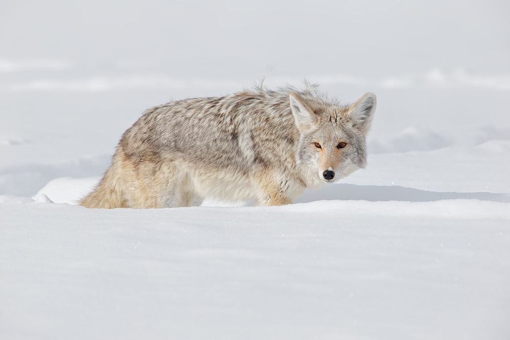 Coyote-walking-through-deep-snow_B8R6477-Yellowstone-National-Park,-WY,-USA.jpg