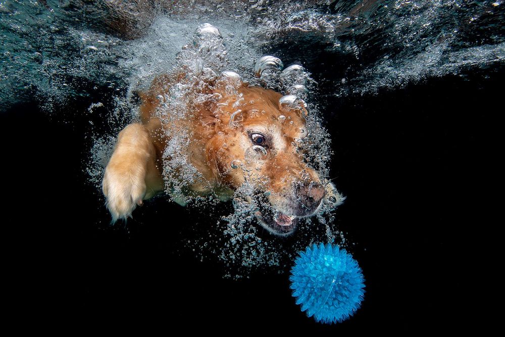 Ozzy-looking-at-blue-ball-underwater_83A8792-Dover,-FL,-USA.jpg
