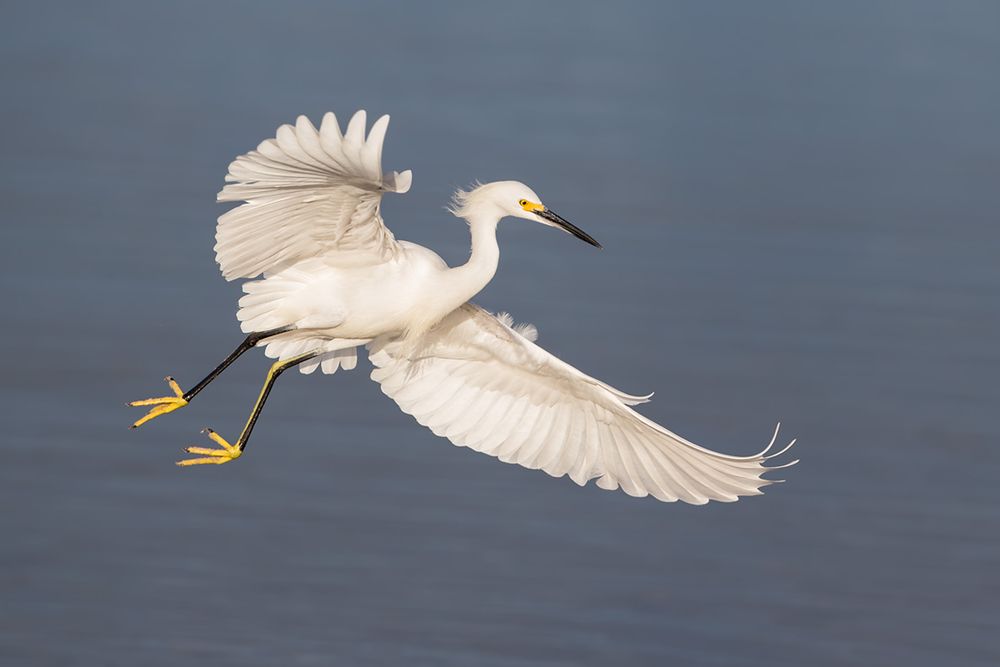 Snowy egret flying against blue bkgd_E7T2532-Estero Lagoon, Fort Myers Beach, USA.jpg