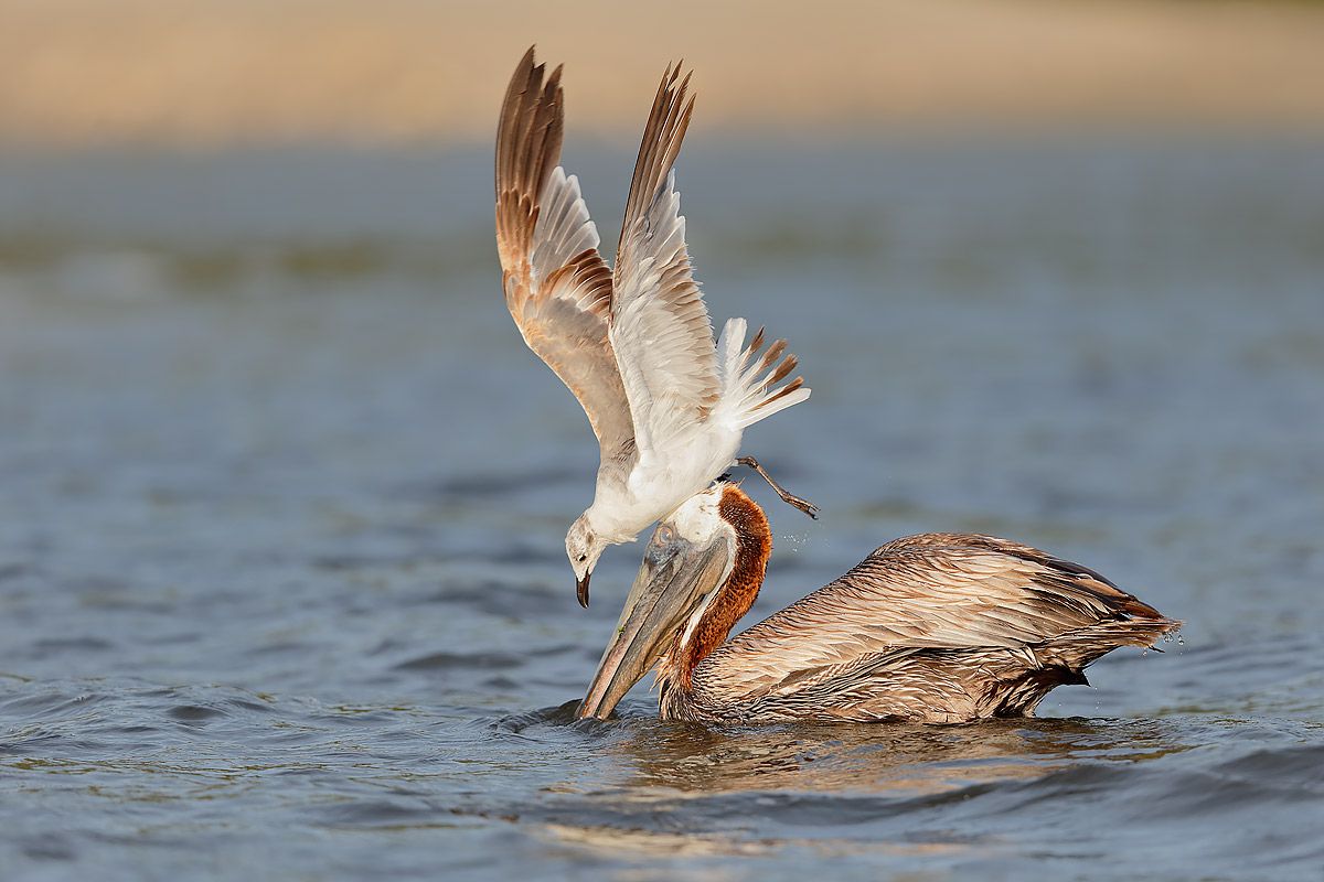 brown-pelican-and-gull-stealing-fish_b8r9294-alafia-banks-gibsonton-fl-usa2.jpg