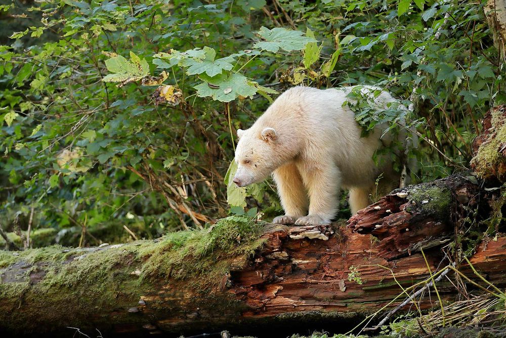 Spirit-bear-standing-on-a-log_A3I3256-Gribbell-Island,-British-Columbia,-Canada,.jpg