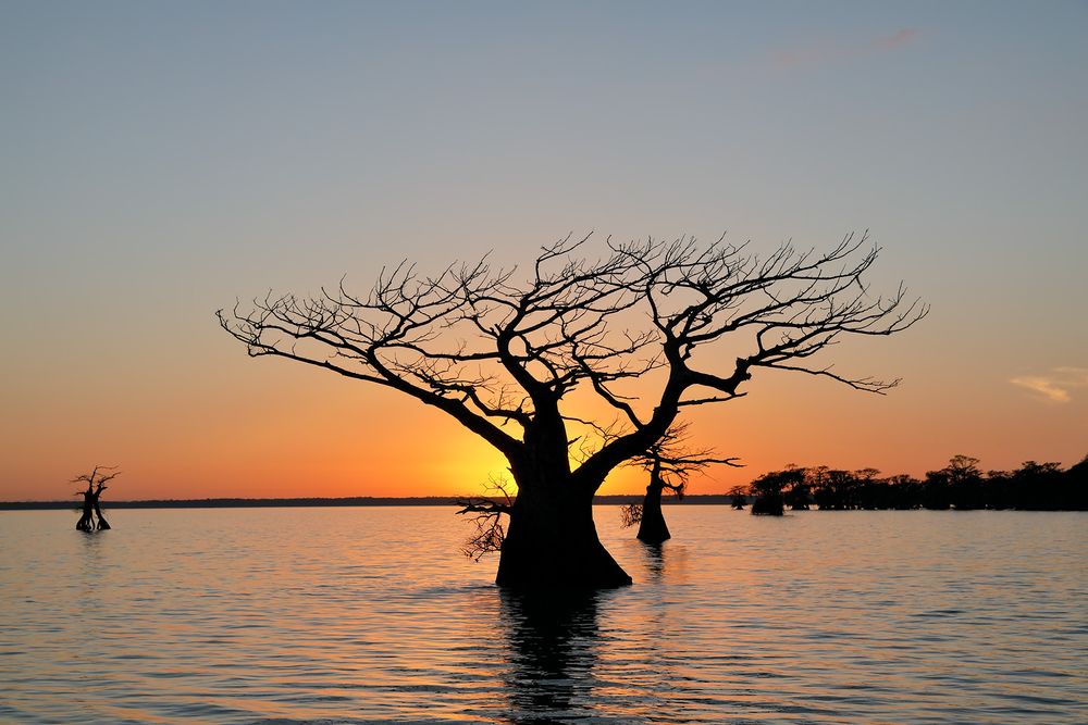Sunset with cypress trees_E4A0963-Lake Fausse Point, Atchafalaya Basin, LA, USA.jpg
