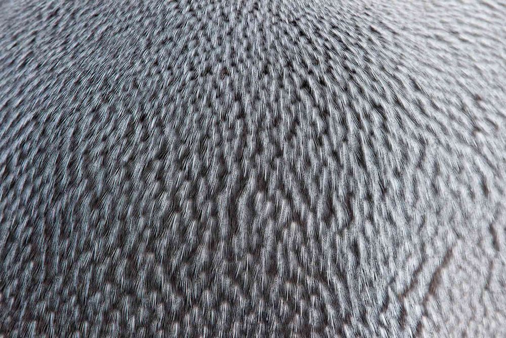 King-Penguin-feather-detail_E7T0570-St.jpg