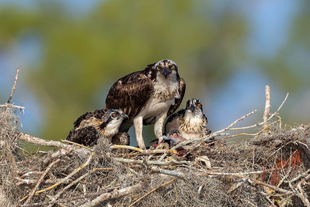 Osprey-with-two-chicks-on-the-nest_F7A0821-Blue-Lake-Cypress,-FL.jpg