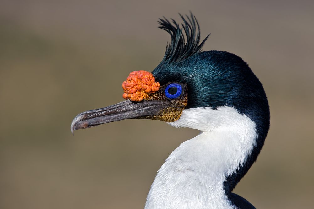 Imperial-Shag-head-portrait_B8R6703-New-Island,-Falkland-Islands.jpg